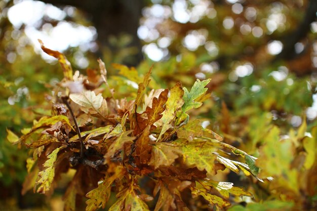 Close-up of plant growing on field