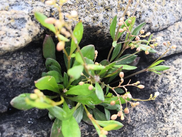 Photo close-up of plant growing on field