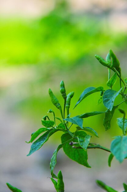 Close-up of plant growing on field