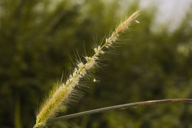 畑で育つ植物のクローズアップ