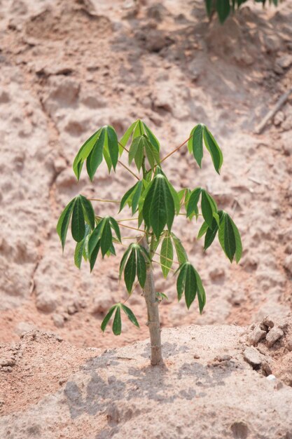 畑で育つ植物のクローズアップ