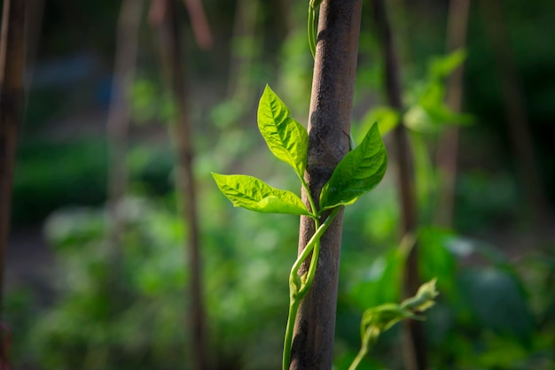 畑で育つ植物のクローズアップ