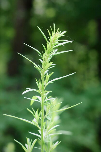 Close-up of plant growing on field