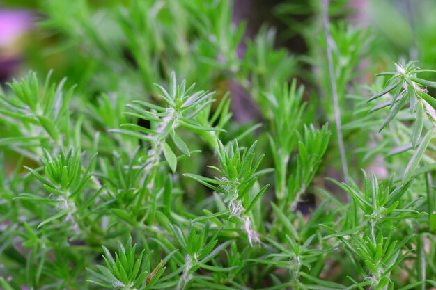 畑で育つ植物のクローズアップ