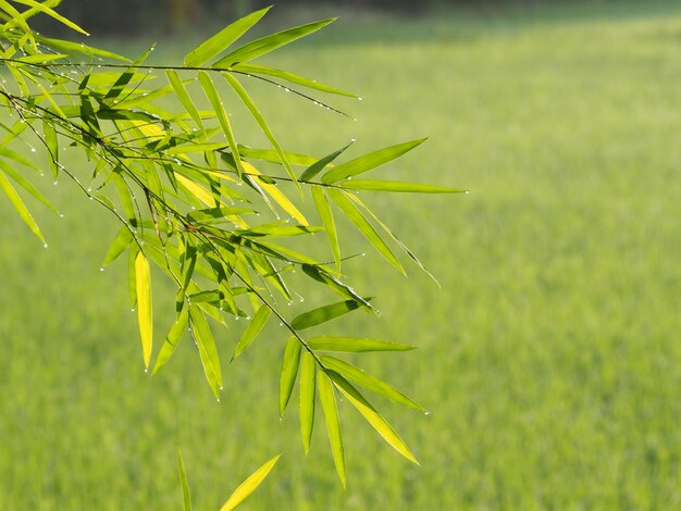 畑で成長する植物のクローズアップ