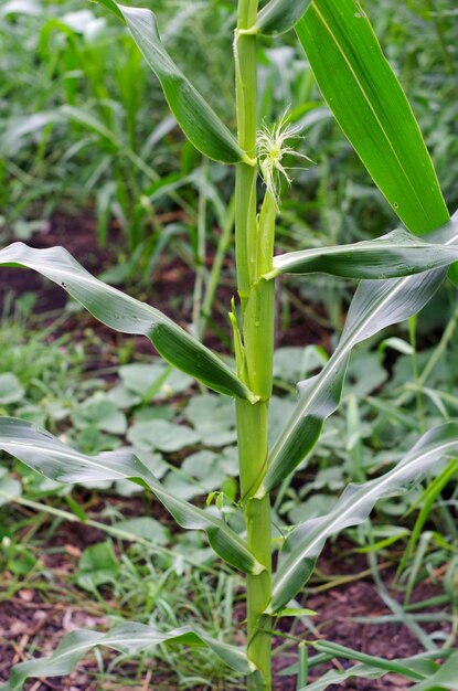 畑で育つ植物のクローズアップ