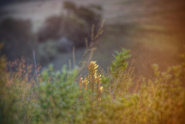 Photo close-up of plant growing on field