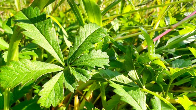 Close-up of plant growing on field