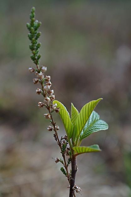 Photo close-up of plant growing on field