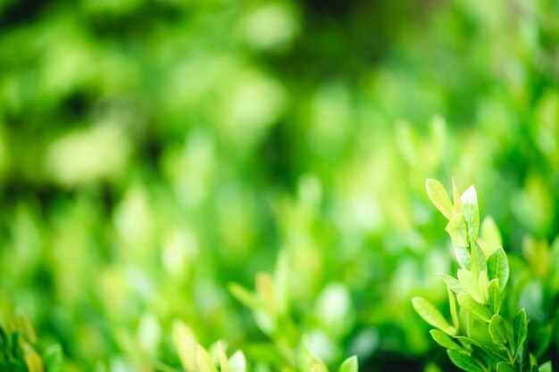 Photo close-up of plant growing on field