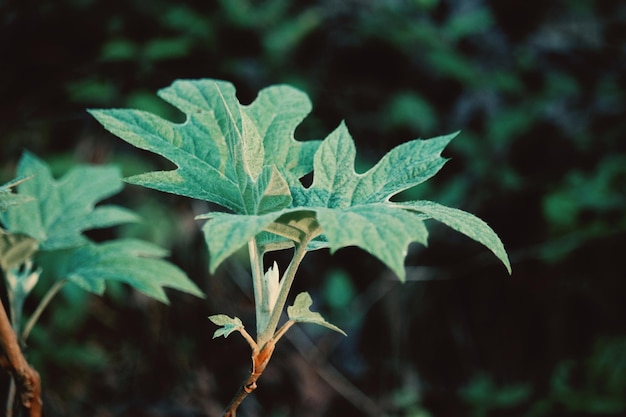 Photo close-up of plant growing on field