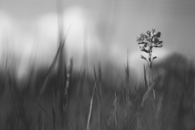 Foto prossimo piano della pianta che cresce sul campo