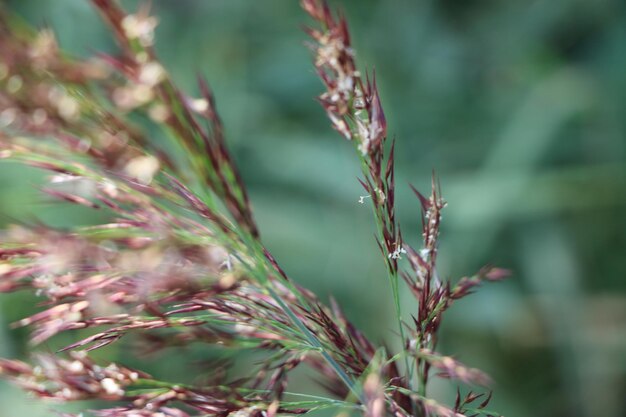 Photo close-up of plant growing on field