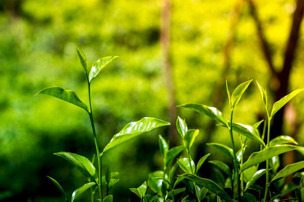 Photo close-up of plant growing on field