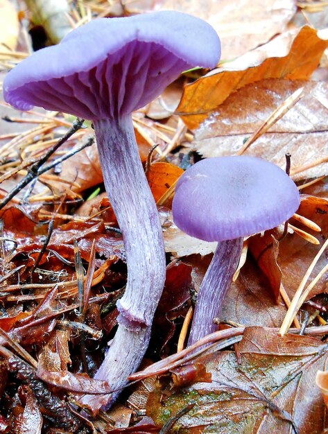 Foto prossimo piano della pianta che cresce sul campo