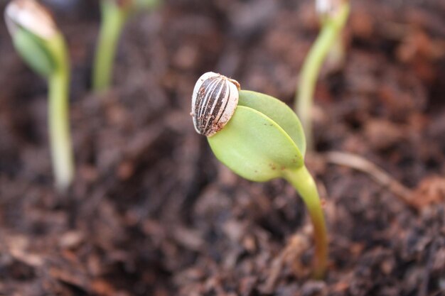 Photo close-up of plant growing on field