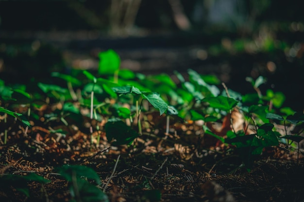 畑で育つ植物のクローズアップ