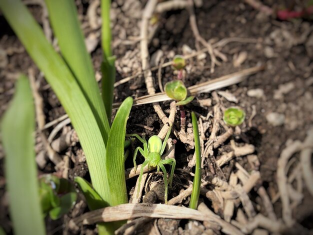 Close-up of plant growing on field