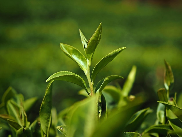 Photo close-up of plant growing on field