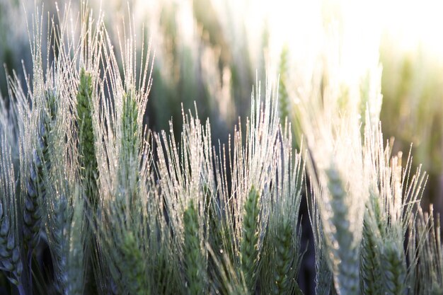 畑で成長する植物のクローズアップ