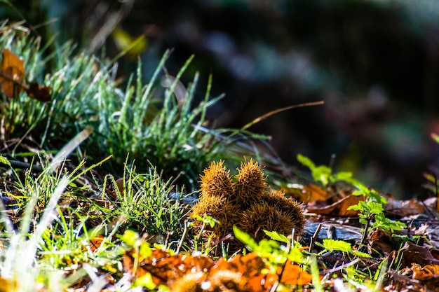 Photo close-up of plant growing on field