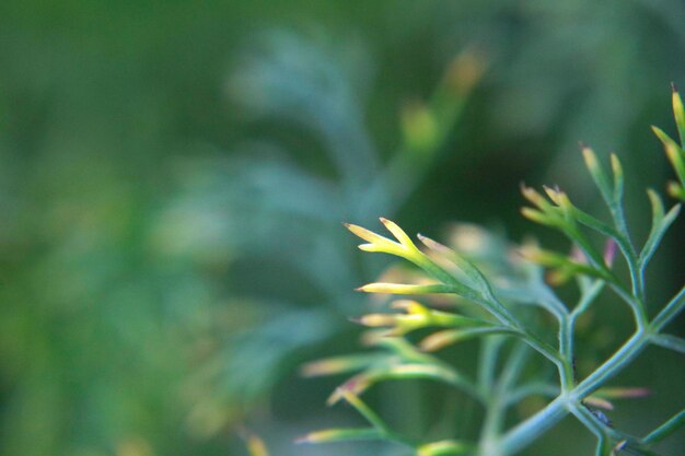 Close-up of plant growing on field