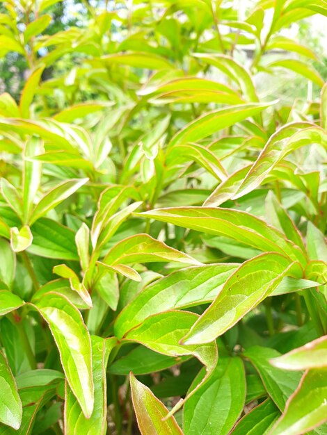 Close-up of plant growing on field