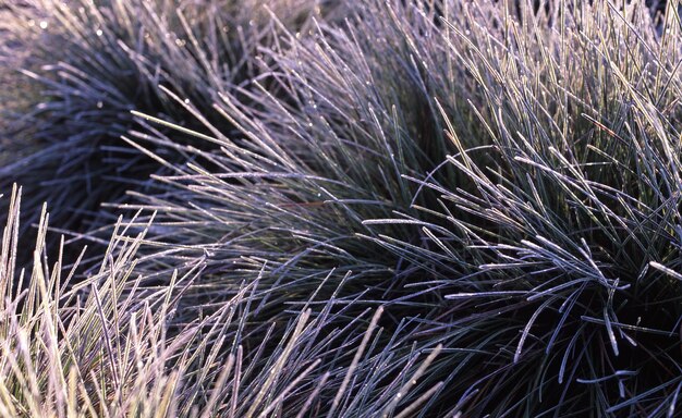 Photo close-up of plant growing in field