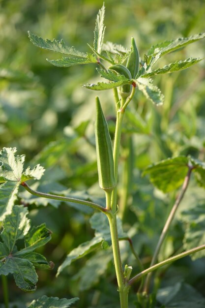 Close-up of plant growing on field