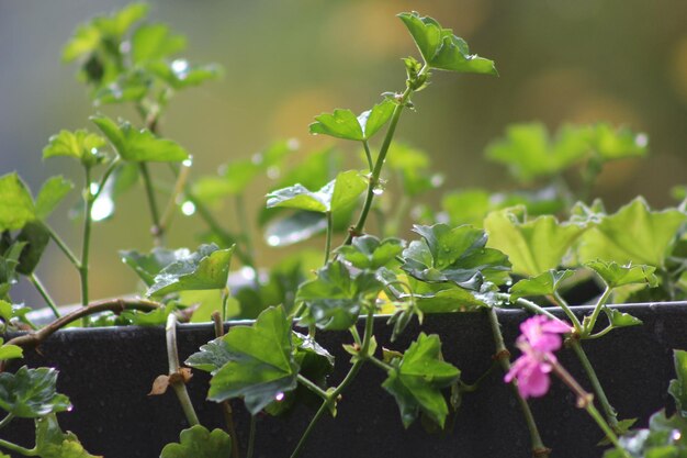 Close-up of plant growing on field