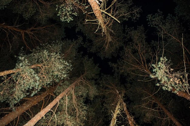 close-up of plant growing in forest at night