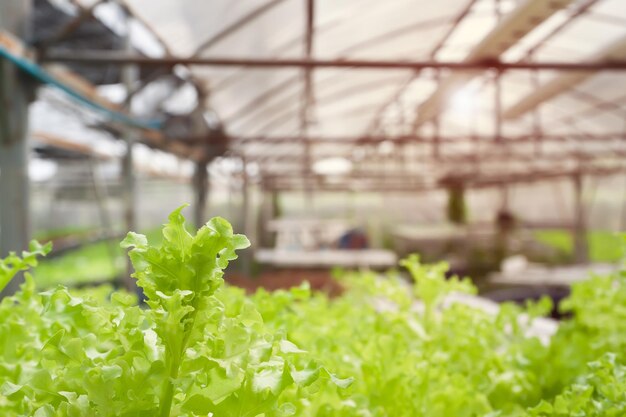 Photo close-up of plant growing in greenhouse