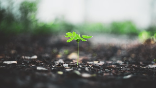 Photo close-up of plant growing on ground