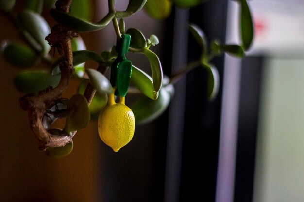 Foto prossimo piano di una pianta che cresce a casa