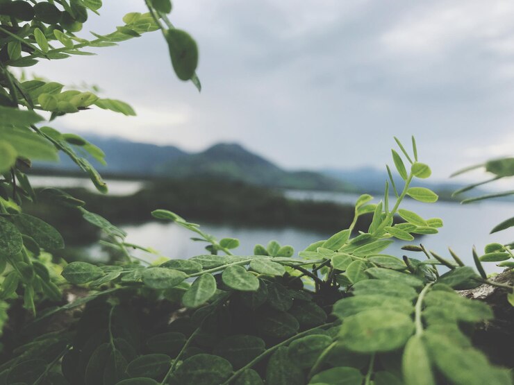 Photo 天空を背景に陸上で成長する植物のクローズアップ