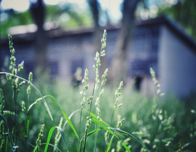 Close-up of plant growing on land