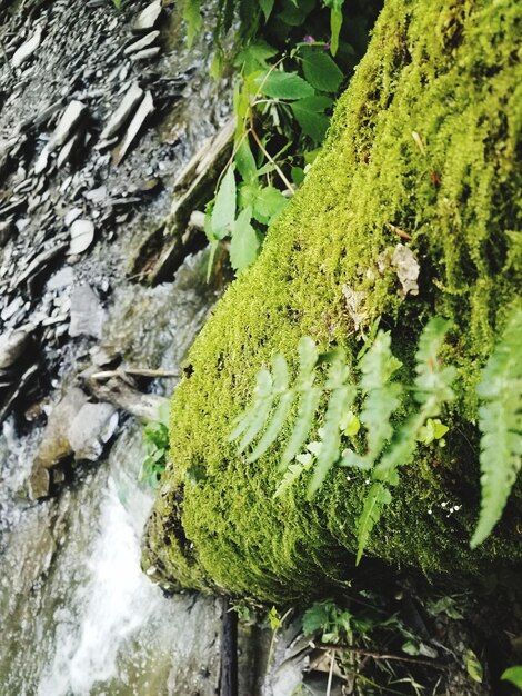 Foto prossimo piano di una pianta che cresce nel muschio