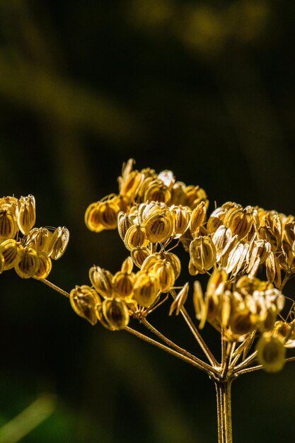 Photo close-up of plant growing outdoors