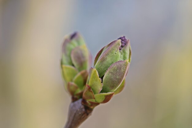 Close-up of plant growing outdoors