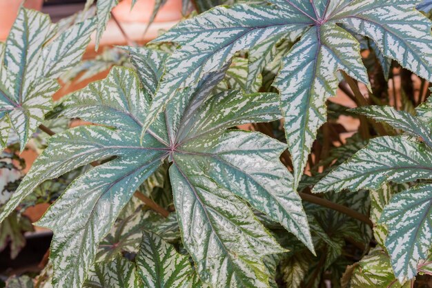 Photo close-up of plant growing outdoors