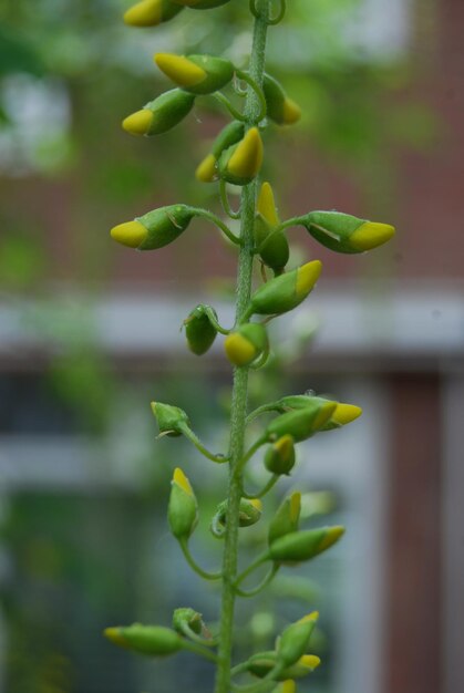 Close-up of plant growing outdoors