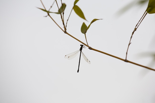 外で育つ植物のクローズアップ