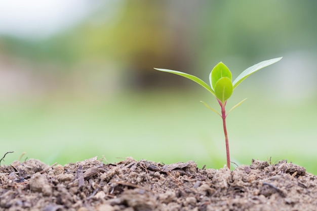 Photo close-up of plant growing outdoors