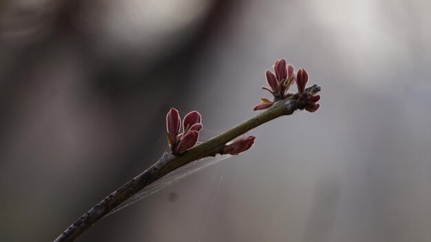 Photo close-up of plant growing outdoors