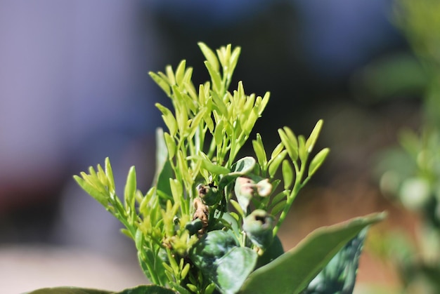 Photo close-up of plant growing outdoors