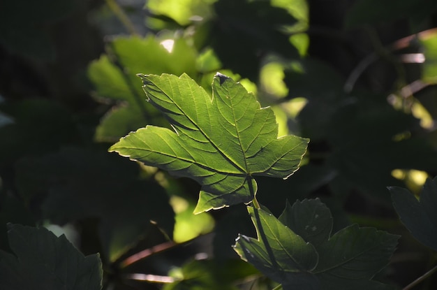 close-up of plant growing outdoors