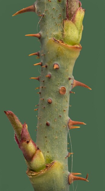 Photo close-up of plant growing outdoors