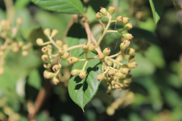 Photo close-up of plant growing outdoors