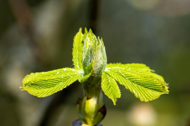 Close-up of plant growing outdoors