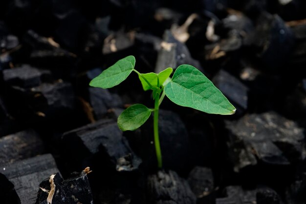 Close-up of plant growing outdoors